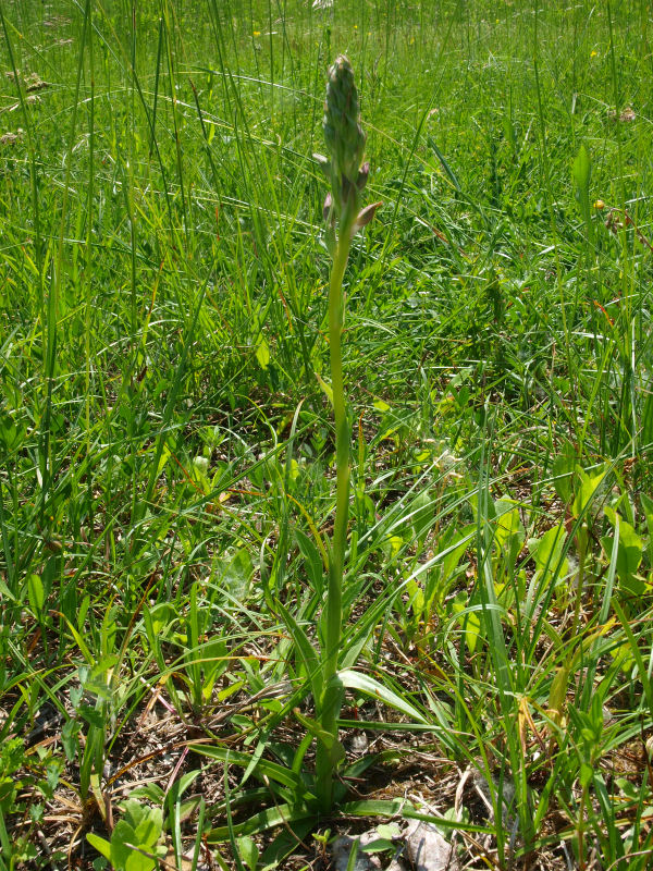 Anacamptis coriophora